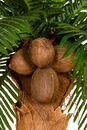 Palma kokosowa w donicy
