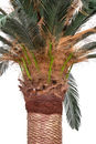 Palma sztuczna Cykas Sagowiec