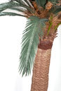 Palma sztuczna Cykas Sagowiec